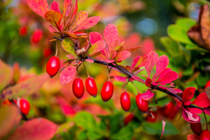 Berberine Benefits: Why Wellness Routines Are Turning To This Popular Ingredient